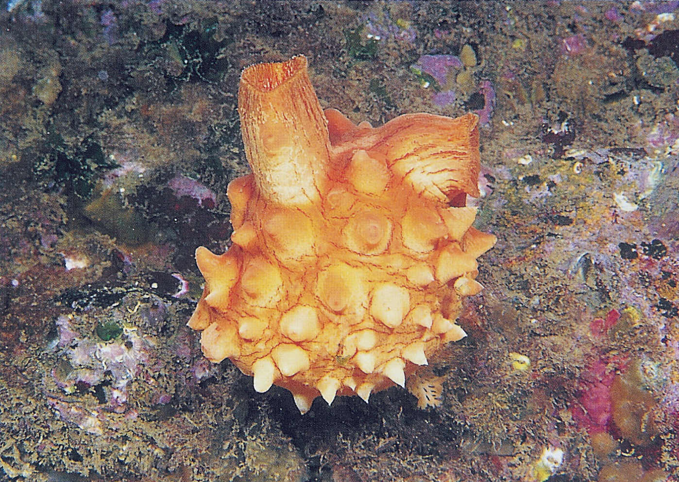 A wild sea squirt living on the rocky shore.