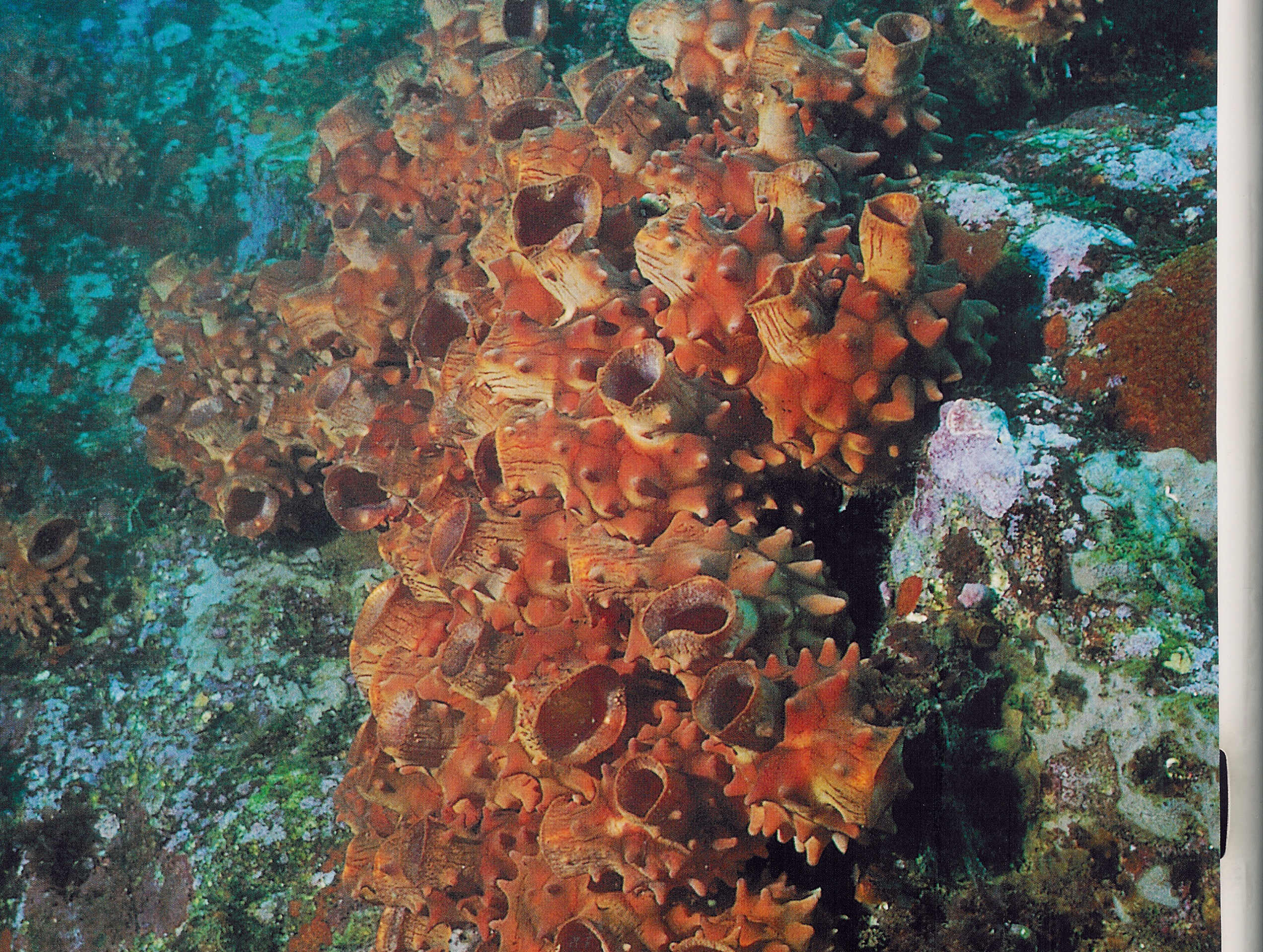 Wild sea squirts colonized on the rocky shore.