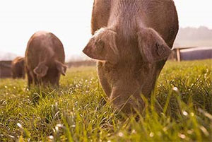3 pigs grazing in a field.