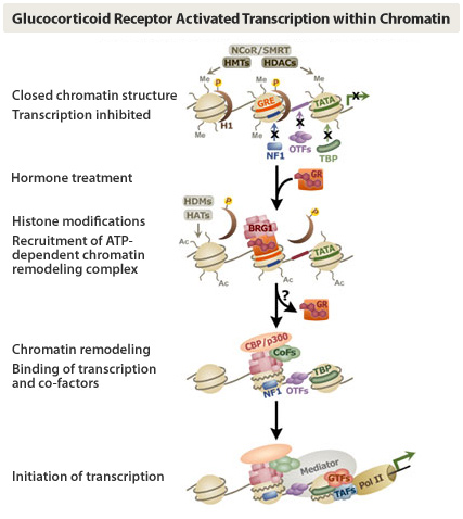 Glucocorticoid Receptor Activated