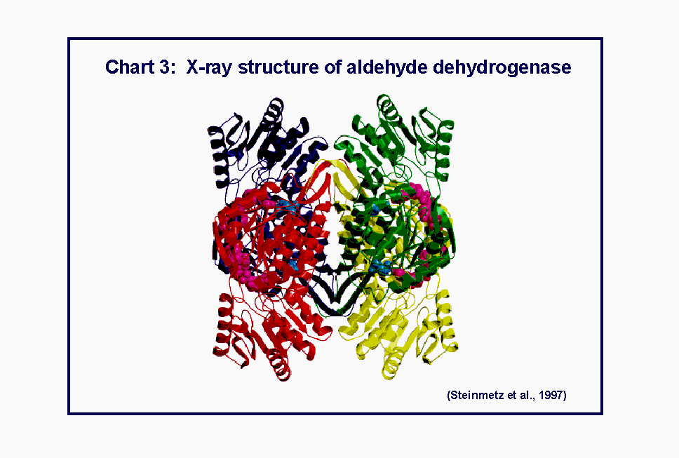 Chart3: X-ray structure of aldehyde dehydrogenase