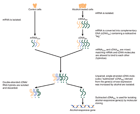 Outline of the subtractive RNA hybridization process