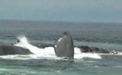 right whale swimming in water (video)