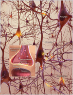 labeled illustration of neurons (see text)