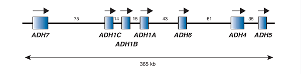 Relative sizes and positions of the seven human alcohol dehydrogenase (ADH) genes on the long arm of chromosome 4 (i.e., chromosome 4q) 