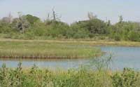 Restored marsh at French Limited site, Baytown, Texas