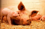 A photograph of a sow with her piglets