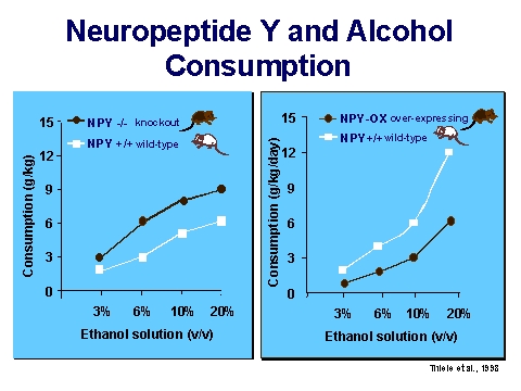 neuropeptide Y (NPY) and alcohol consumption