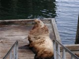 sealion