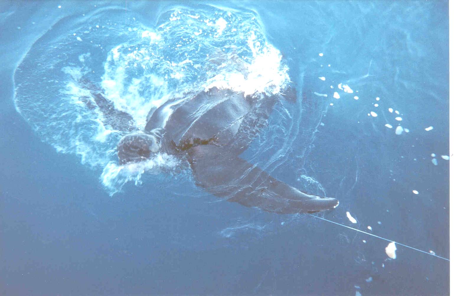 A leatherback sea turtle entangled in fishing gear.
