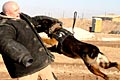 K9s Demonstrate Skills in Iraq