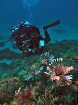 Diver with lionfish in the foreground