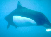 dall's porpoise, underwater