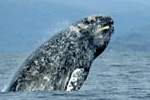 gray whale breaching