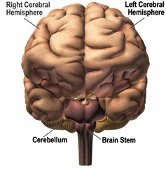 frontal view of the human brain with parts labeled (see text)