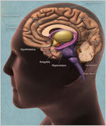 side view of the human brain with parts labeled (see text)