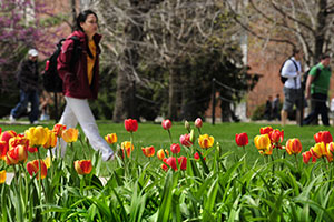 Tulips blooming on central campus