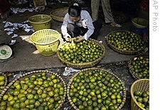 A worker checks oranges at Long Bien Market in Hanoi,Vietnam, Tuesday, Oct. 28, 2008