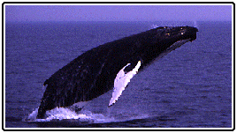 Humpback Whale Breach