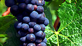 grapes.ce.04.jpg