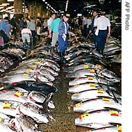 800 large tuna fish lie on the ground, brokers of Japan&amp;#39;s largest fish market in Tsukiji check quality before an auction (File)