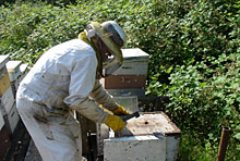 Photo of beekeeper