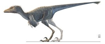 artist's illustration of the reconstructured dinosaur indicating early characteristics of bird flight