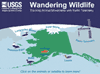 Wandering Wildlife