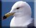 Black-legged Kittiwake