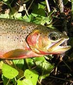 Westslope cutthroat trout