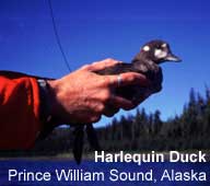 Harlequin Duck, Prince William Sound, Alaska