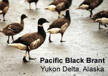 Pacific Black Brant, Yukon Delta, Alaska