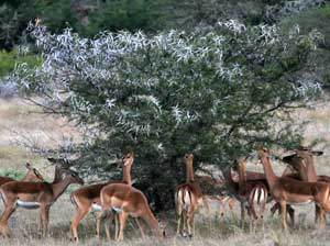 Antelope graze in Amakhala Game Reserve, South Africa, July 27, 2005. [© AP Images]