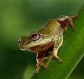 DAsanka's shrub frog