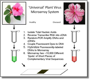 Universal Plant Virus Microarray