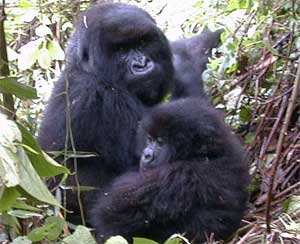 Mountain gorillas in Volcanic National Park, Rwanda, June 5, 2001. [© AP Images]