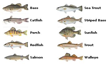 Popular Fish of the Refuge System