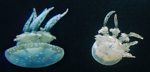 Six-inch sea jellies (Mastigias) inhabit the sheltered lagoons of the Palau Islands. September 28, 2002. [© AP Images]