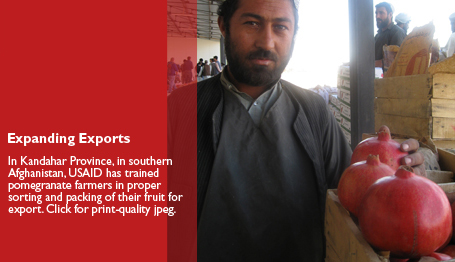 Expanding Exports: In Kandahar Province, in southern Afghanistan, USAID has trained pomegranate farmers in proper sorting and packing of their fruit for export.  Click for print-quality jpeg - link will open in a new window.