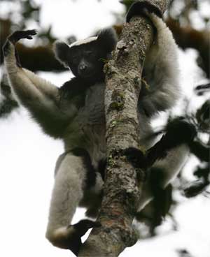 An Indri lemur in Andasibe National Park, Madagascar, June 18, 2006. [© AP Images]