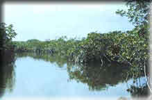 photo of mangroves in Florida Bay