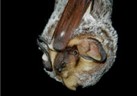 Close up of hoary bat (Lasiurus cinereus).  Photo by Paul Cryan