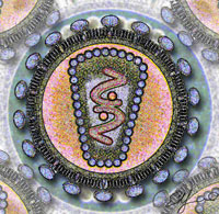 Illustration of HIV virus.