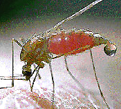 Malaria kills an estimated one million people a year