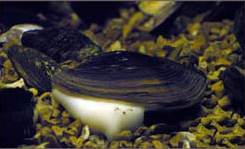 image of a freshwater mussel (Family Unionidae)