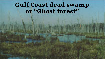 Photo of Gulf Coast dead swamp or Ghost forest