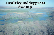 Photo of healthy baldcypress swamp