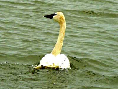 Tundra Swan released with implanted satelite transmitter.