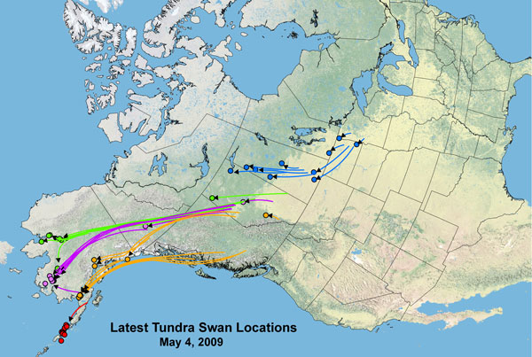 Map of satelite tagged Tundra Swan latest locations