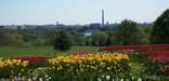 View of tulips from the Netherlands Carillon
